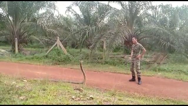 Szczena opada. Malezyjski żołnierz kontra kobra królewska