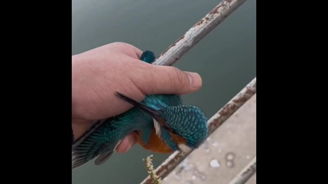 Mężczyzna pomaga ptakowi, którego nogiprzymarzły do barierki