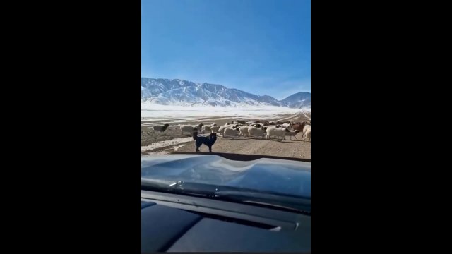 Bohaterski pies! Zablokował przejazd samochodowi, aby owce były bezpieczne [WIDEO]