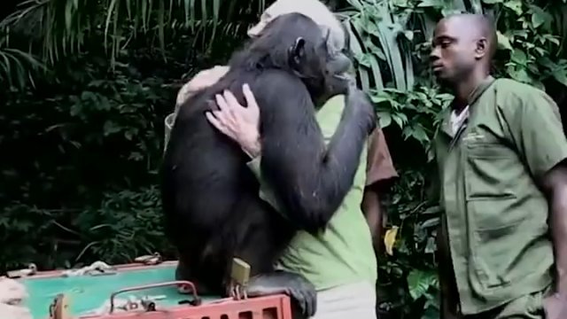 Wypuszczenie szympansa na wolność po udanej rehabilitacji