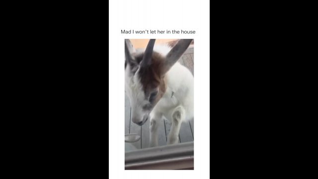 Koza chciała dostać się do domu. Człowiek jej nie wpuścił, więc skoczyła na jego auto