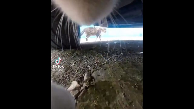 Typowy dzień kota nagrany kamerką GoPro [WIDEO]