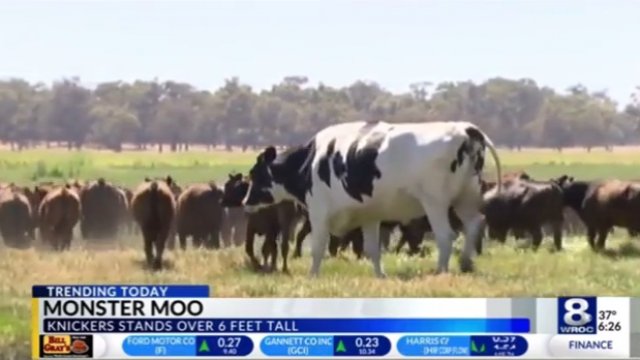 Gigantyczna krowa która ma 180 centymetrów wysokości :O
