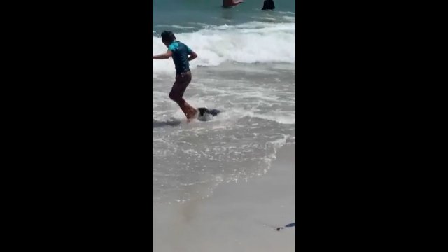 Foka zaatakowała turystów na plaży w Kapsztadzie