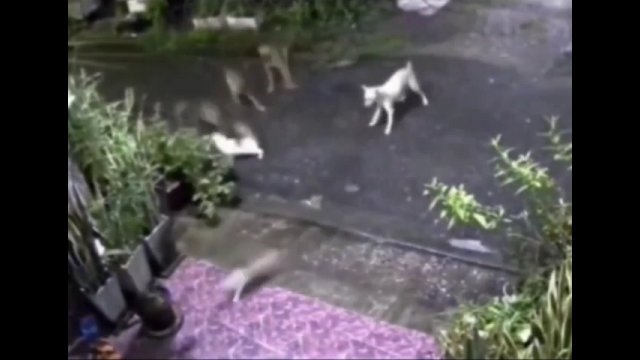 Matka chroni młode kocięta przed stadem psów