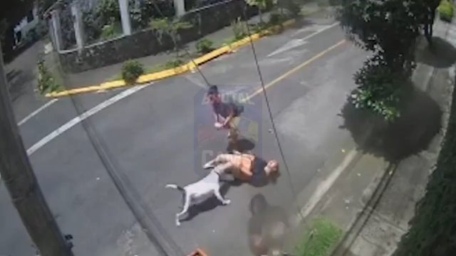 Mężczyzna ratuje kobietę zaatakowaną przez Pitbulla dusząc psa własnymi rękami! [WIDEO]