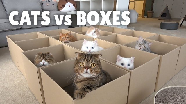 Koty kontra pudełka