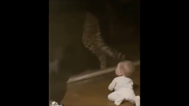 Gepard uderzył okno, próbując rzucić się na małe dziecko
