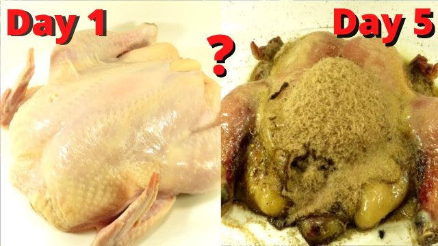 Jak szybko robaki zjadają kurczaka? Upływ czasu.