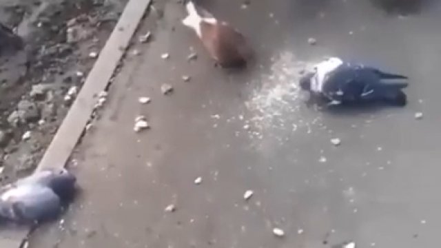 W Biełgorodzie Rosjanie trują gołębie