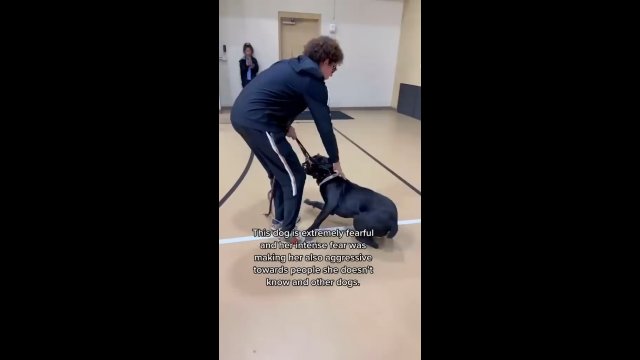 Szybka i skuteczna technika układania agresywnego psa
