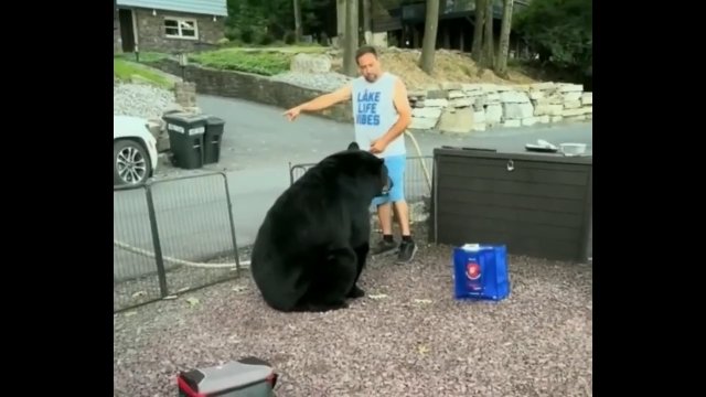 Wygonił niedźwiedzia z własnego podwórka. Palcem wskazał mu drzwi [WIDEO]