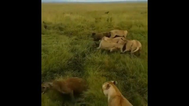Lwica zaatakowana przez hieny zostaje uratowana przez swoje stado