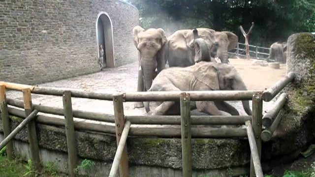 Walka słoni w Zoo w Wuppertalu