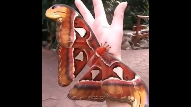Motyl atlasowy jest największym znanym motylem na świecie