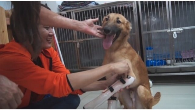 Pies zaczął skakać z radości, gdy otrzymał protezy