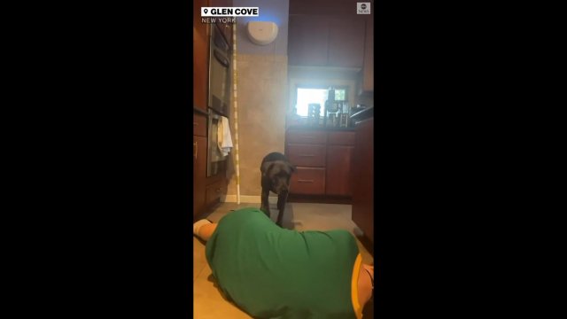 Właścicielka próbuje zobaczyć reakcję psa na jej śmierć