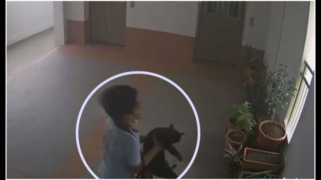 10-latek wyrzucił kota z 22. piętra bloku w Singapurze. Wszystko nagrał monitoring