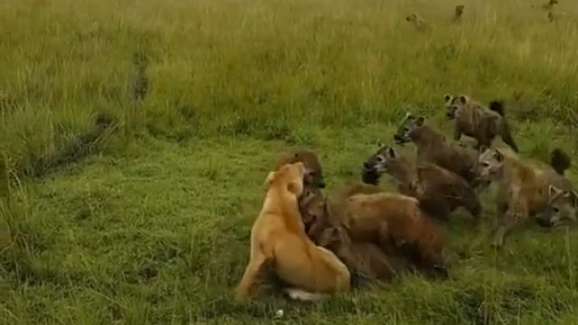 Lwica została zaatakowana przez hieny. Ratunek pojawił się w ostatniej chwili