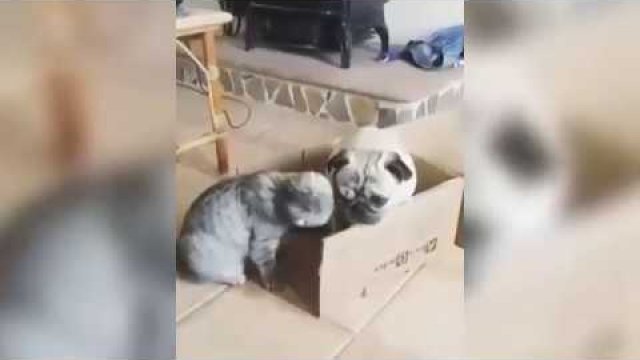 Te wszystkie pudełką należą do kota