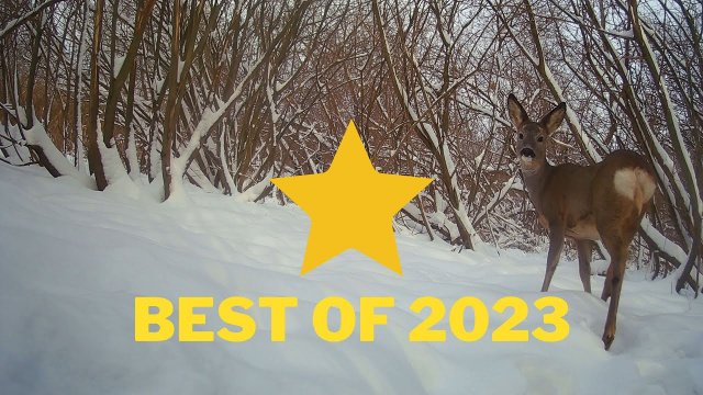 FotoPułapka / Najlepsze Ujęcia 2023