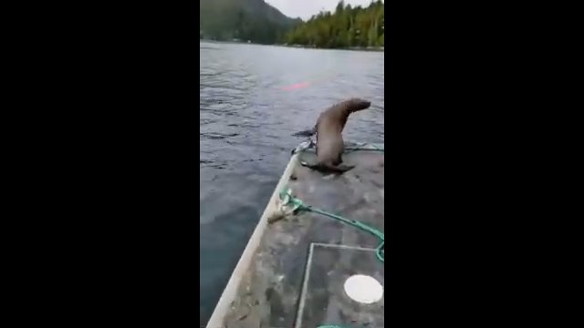 Przerażona foka ucieka przed głodnymi orkami. Wskoczył na tył łodzi