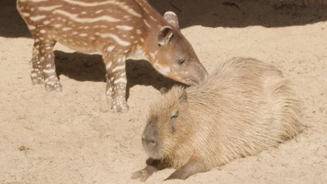 Mały tapir spotyka kapibara