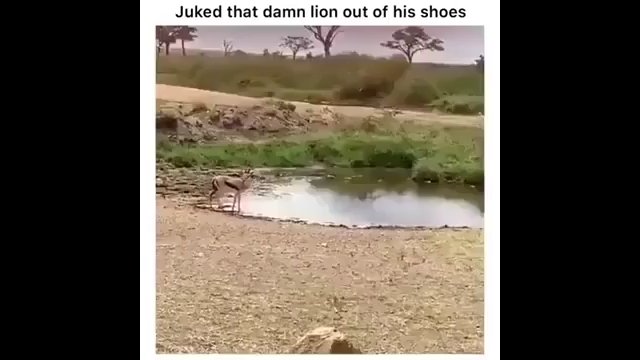 Gazela posyła lwa w inny wymiar