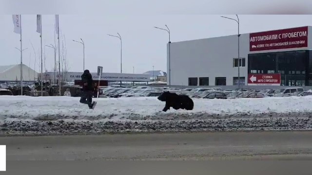Rosja: autobus przejeżdża niedźwiedzia goniącego człowieka.