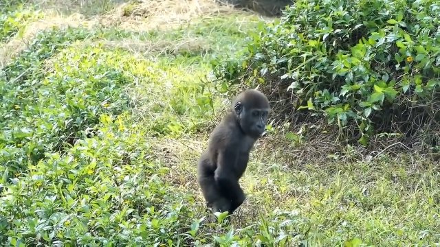 Malutki goryl zdaje sobie sprawę, że jego rodzina zniknęła mu z oczu