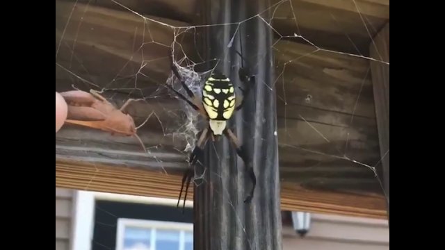 Głodny pająk w akcji