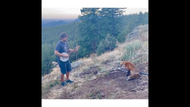 Mężczyzna grał na banjo, gdy nagle zjawił się dziki lis, który wysłuchał jego występu [WIDEO]