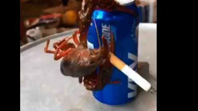Krab przyłapany na paleniu papierosa i piciu piwa. Tak po prostu