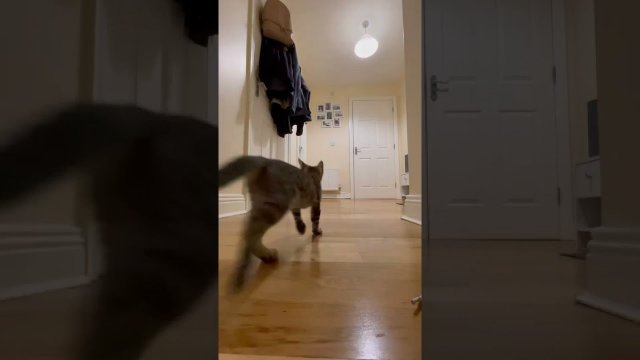 Kot miauczy by otworzyć drzwi gdzie znajduje się właściciel kota
