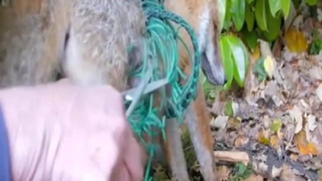 Pomoc w uwolnieniu uwięzionego lisa