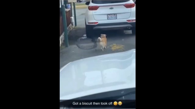 Pies czekał na fastfooda w kolejce między samochodami