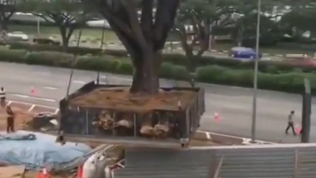 Singapur wzorem dla innych. Przeszkadzające drzewo zostało wykopane i przeniesione do parku