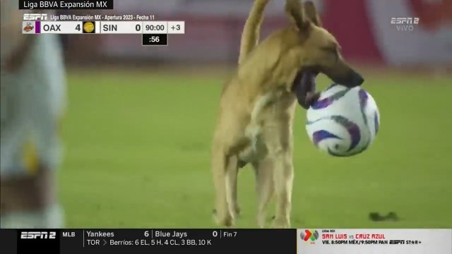 Pies został niespodziewanym bohaterem meczu piłkarskiego [WIDEO]