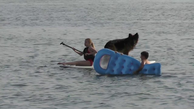 Pies surfer na Zatoce Puckiej
