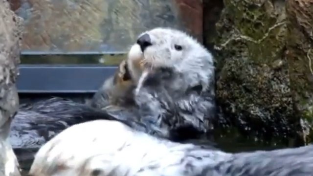 A tak wydry myją sobie mordki