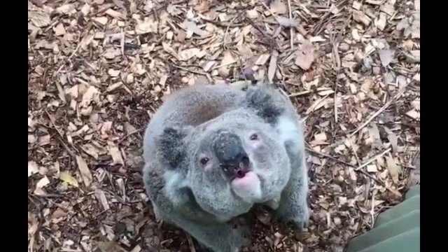 Miś koala brzmi jak .... Miś koala pomruki.