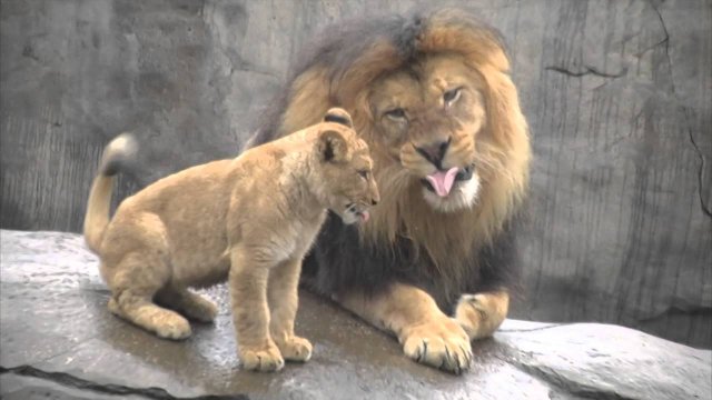 Lwiątka spotykają tatę