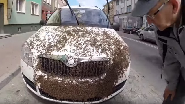 Co to się odj*bało?! Samochód ochrony zaatakowany przez rój pszczół!