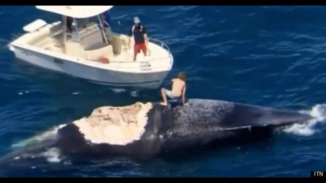 Siedział półnagi na martwym wielorybie, okrążony przez ogromne rekiny! [WIDEO]