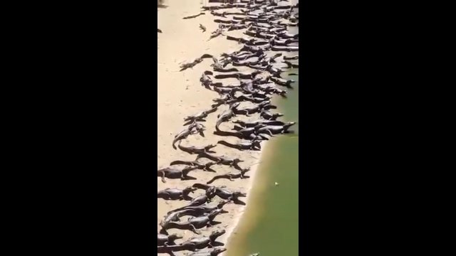 Niebezpieczna plaża w Brazylii