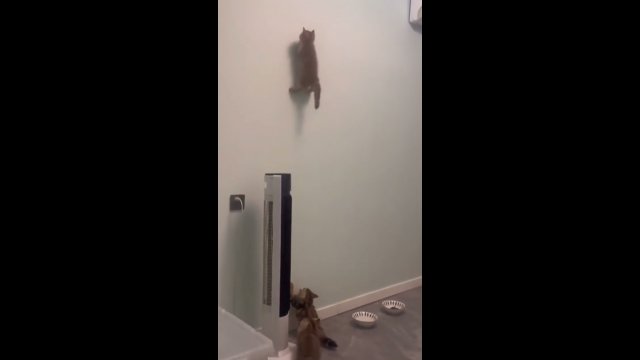 Spider-Cat? Niezwykły kot, który potrafi wspinać się po ścianach