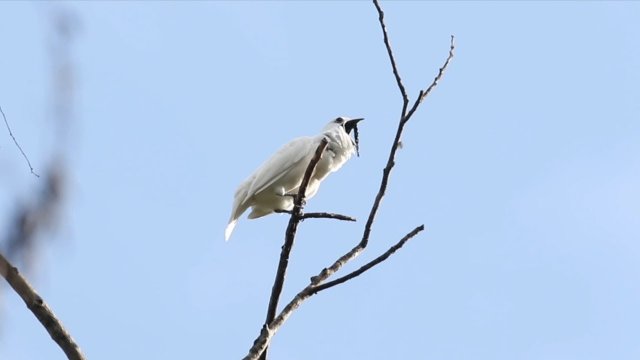 Dzwonnik biały - najgłośniejszy ptak świata.