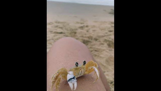 Krab wyciera piasek, który osiadł na jego oczach