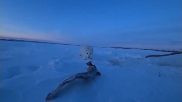 Lis polarny przychodzi do rybaka na przekąskę
