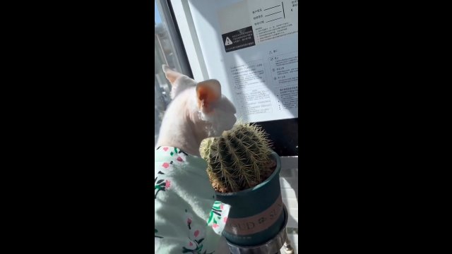 Kot masochista, który rozkoszuje się kaktusem
